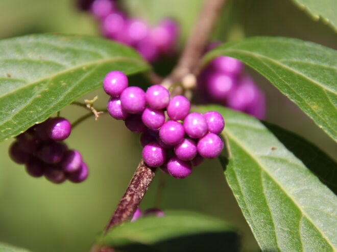 ムラサキシキブ